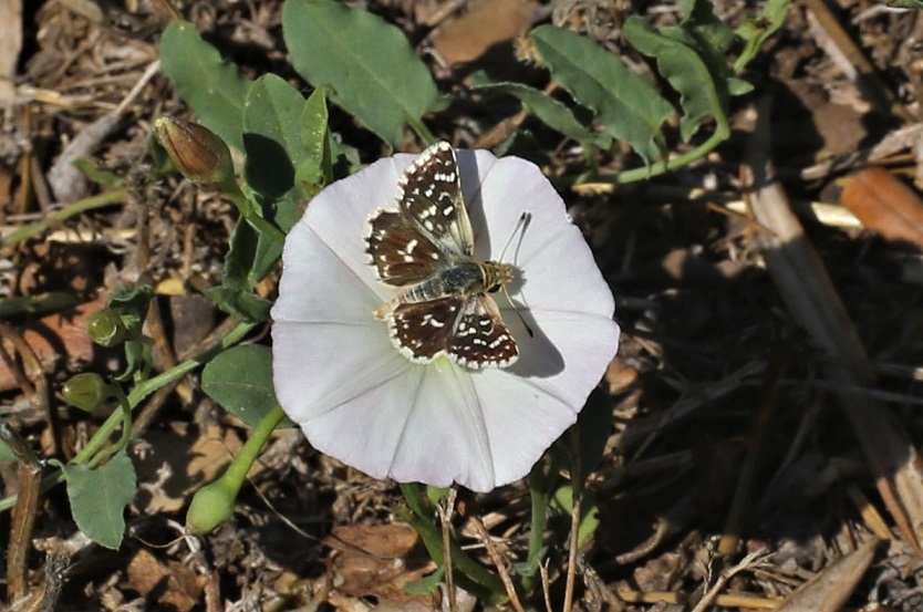 HESPERIIDAE Spialia sertorius (hespérie des sanguisorbes).JPG