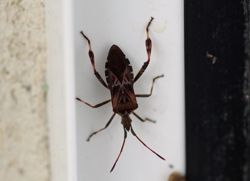 COREIDAE Leptoglossus occidentalis 2.JPG