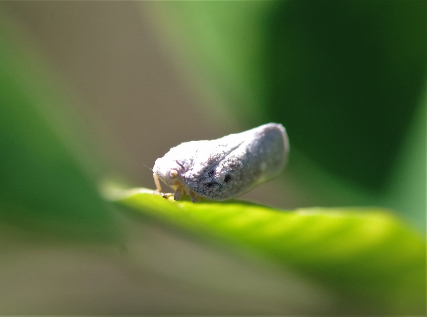 FLATIDAE Metcalfa pruinosa 3.JPG