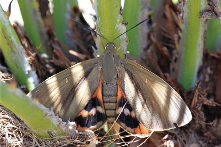 CASTNIIDAE Paysandisia archon 1 (sphinx du palmier).JPG