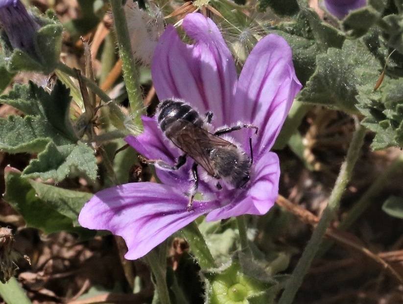 MEGACHILIDAE Hoplitis cristatula 2.JPG