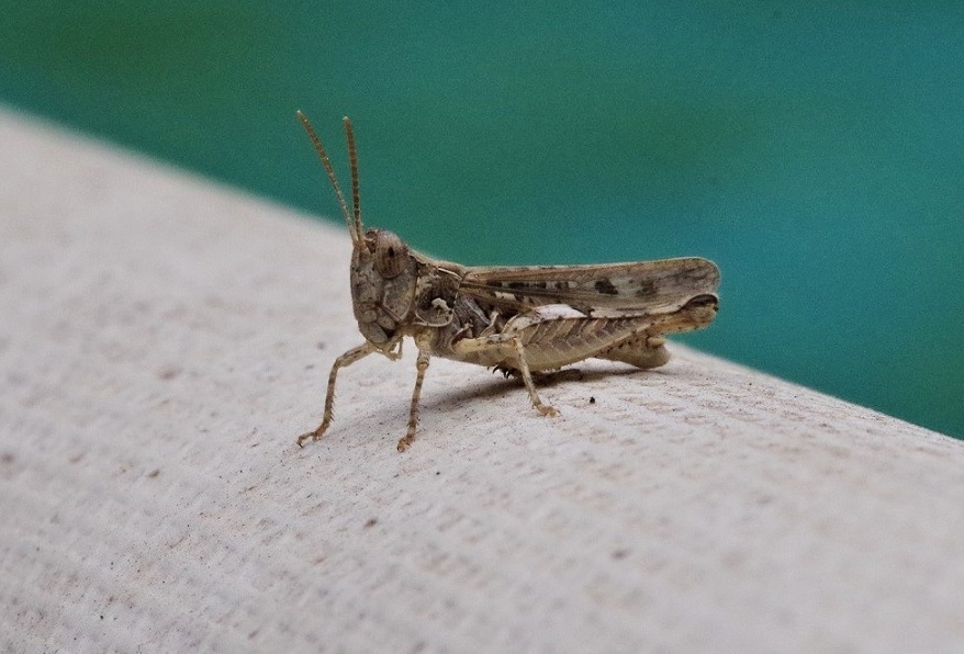 ACRIDIDAE Dociostaurus jagoi 1 (criquet de Jago).JPG