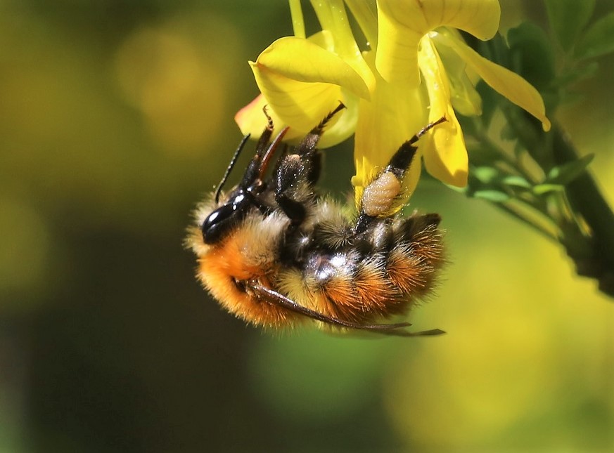 APIDAE Bombus pascuorum 11.JPG