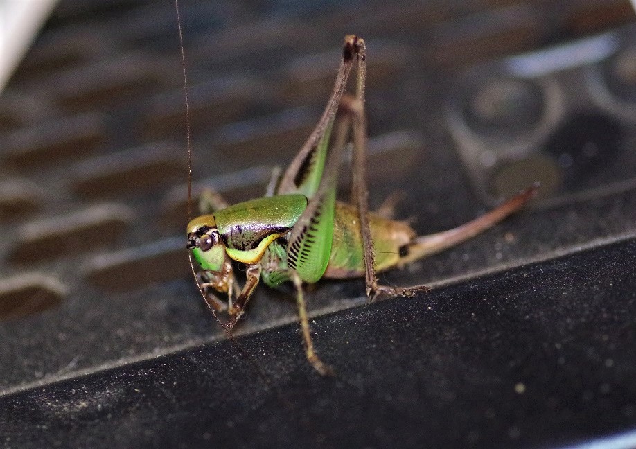 TETTIGONIIDAE Eupholidoptera chabrieri 2 (pholidoptère splendide).JPG