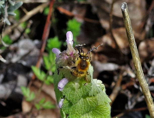 APIDAE Eucera longicornis 2.JPG