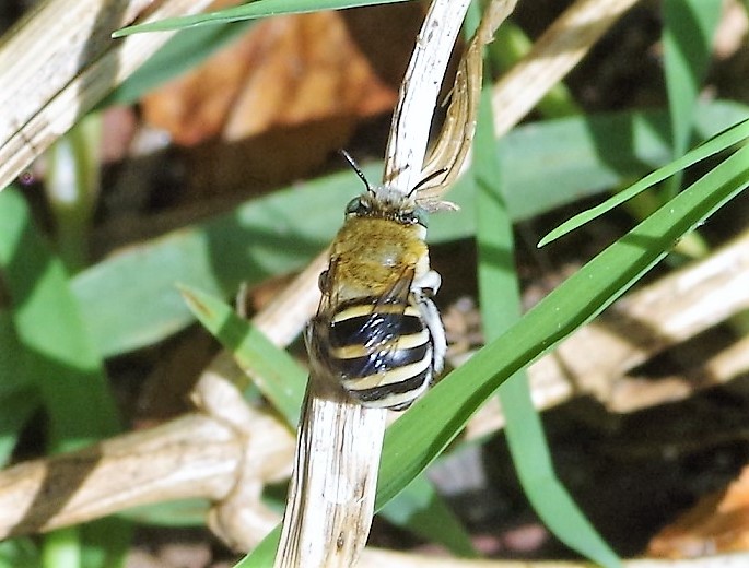 APIDAE Amegilla sp. 3.JPG