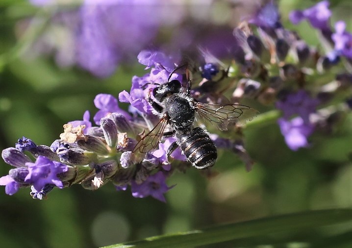 MEGACHILIDAE Megachile ericetorum 8.JPG