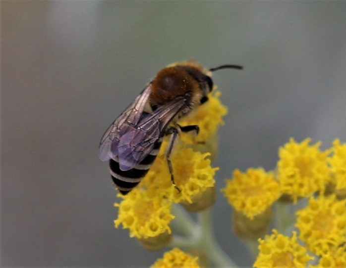 COLLETIDAE Colletes daviesanus 1.JPG