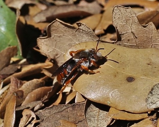 MEGACHILIDAE Rhodanthidium sticticum 1 (2).JPG