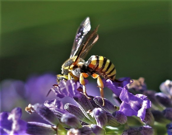 MEGACHILIDAE Rhodanthinium infuscatum 2.JPG