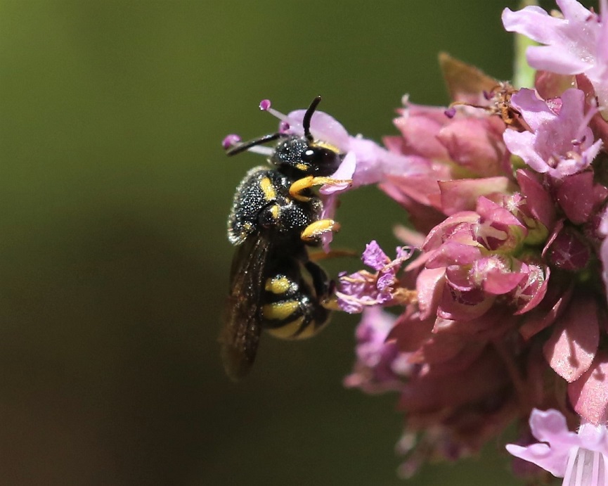 MEGACHILIDAE Anthidiellum strigatum 2.JPG