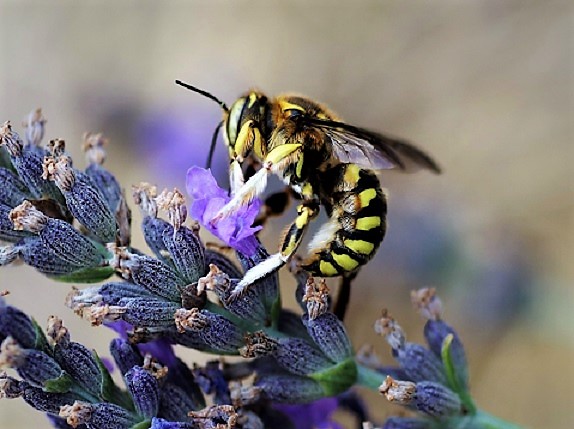 MEGACHILIDAE Anthidium manicatum 1.JPG