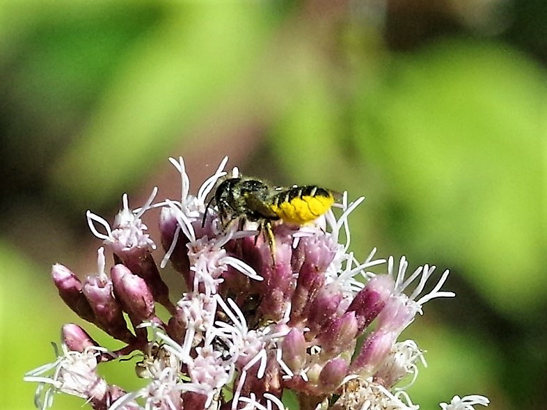 MEGACHILIDAE Megachile albisecta 2.JPG