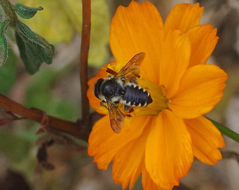 MEGACHILIDAE Megachile octosignata 3.JPG