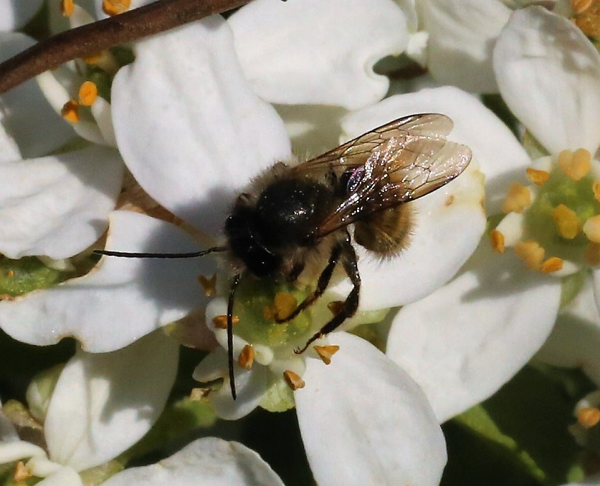 MEGACHILIDAE Osmia aurulenta 3.JPG