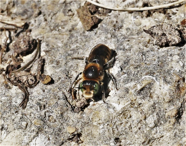 MEGACHILIDAE Hoplitis adunca 3.JPG