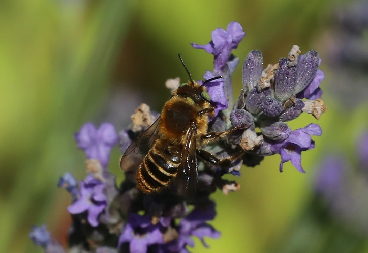 MEGACHILIDAE Lithurgus chrysurus 3.JPG