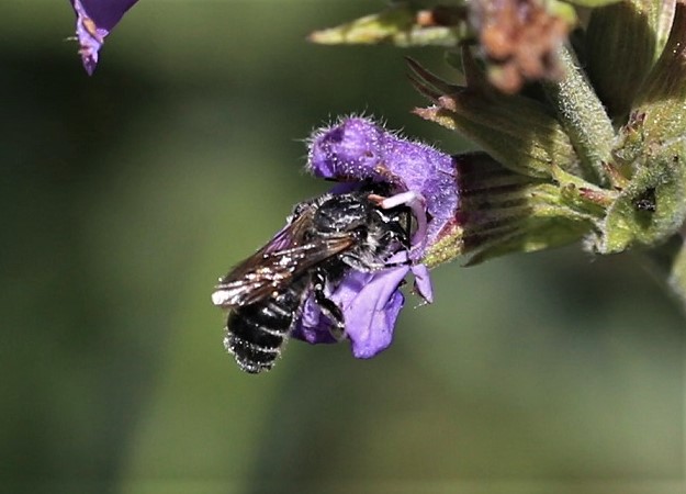 MEGACHILIDAE Chelostoma rapunculi 3.JPG