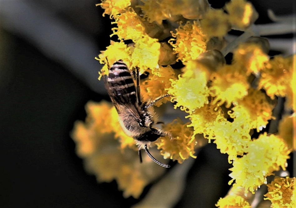 ANDRENIDAE Andrena flavipes 3.JPG