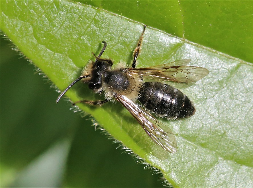 ANDRENIDAE Andrena dorsata 2.JPG