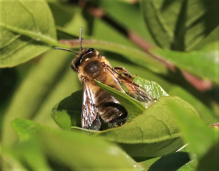 ANDRENIDAE Andrena nigroaenea.JPG