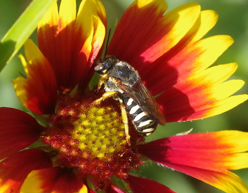 MEGACHILIDAE Anthidium diadema 1.JPG