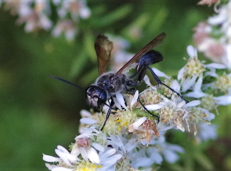 SPHECIDAE Isodontia mexicana 9.JPG