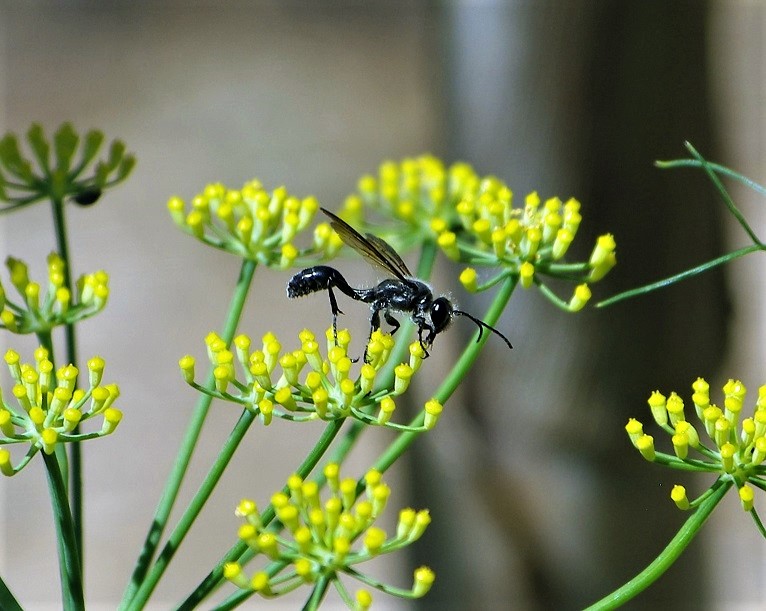 SPHECIDAE Isodontia paludosa 1.JPG