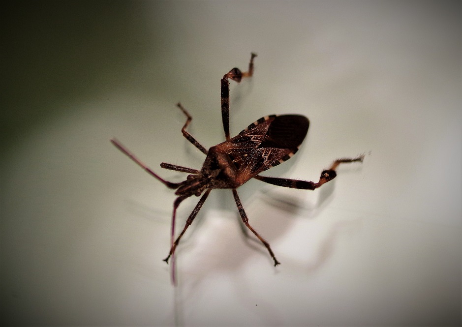 COREIDAE Leptoglossus occidentalis 1 (punaise américaine).JPG