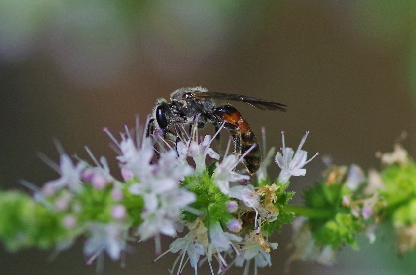 HALICTIDAE Lasioglossum nigripes 1.JPG