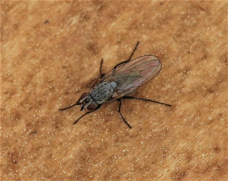 ANTHOMYIIDAE Hylemya vagans.JPG