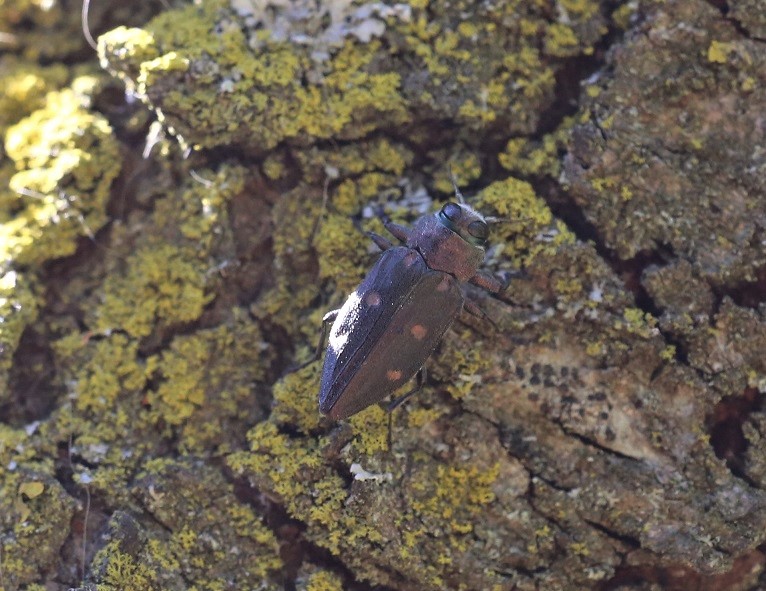 BUPRESTIDAE Chrysobothris affinis 1 (bupreste du chêne).JPG