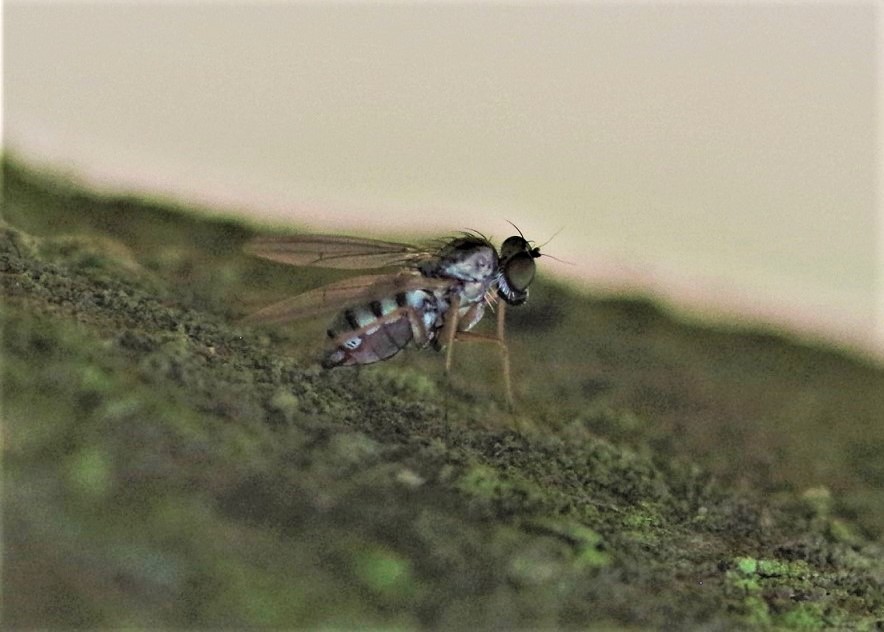 DOLICHOPODIDAE Medetera normalis 1.JPG