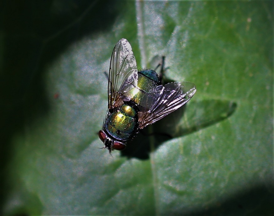 CALLIPHORIDAE Lucilia caesar 1.JPG