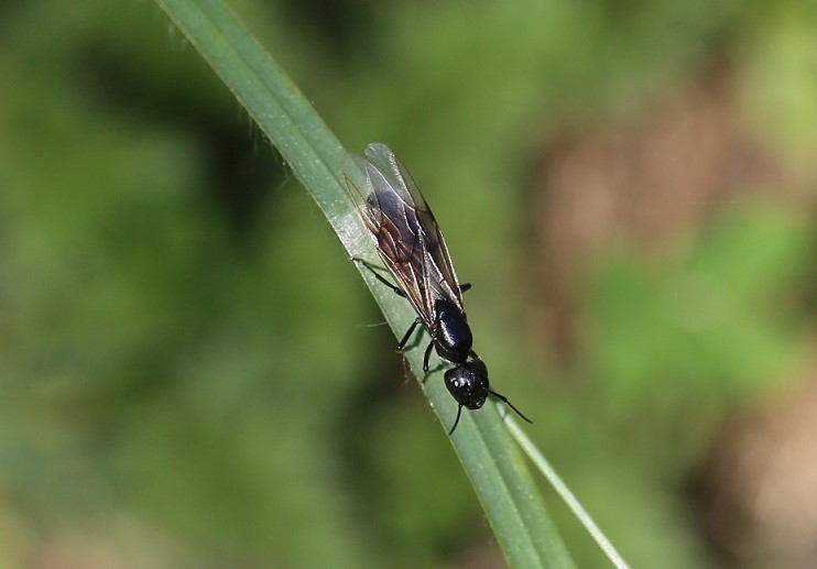 FORMICIDAE Camponotus aethiops 1.JPG