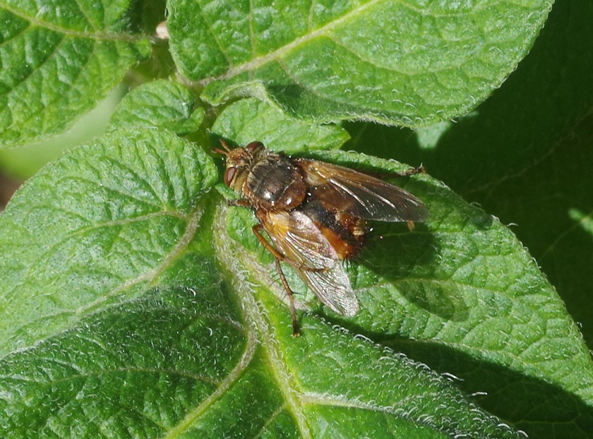 TACHINIDAE Tachina fera 4.JPG