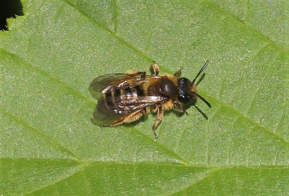 ANDRENIDAE Andrena angustior.JPG