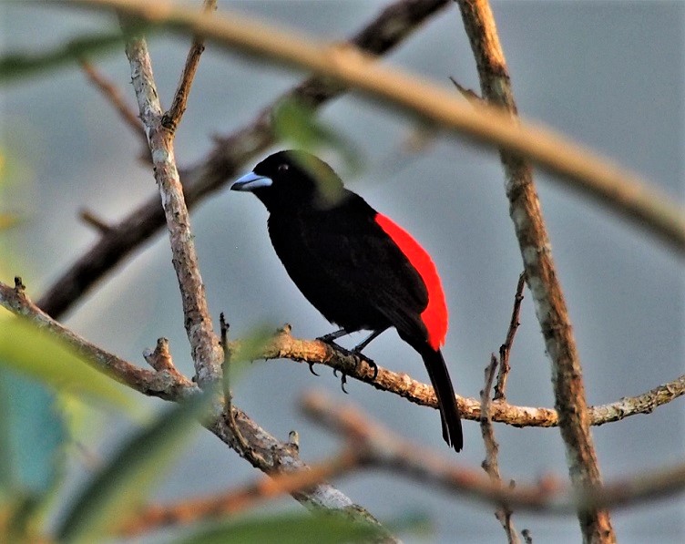 OISEAUX 37 (Rhamphocelus passerinii-Tangara à croupion rouge).JPG