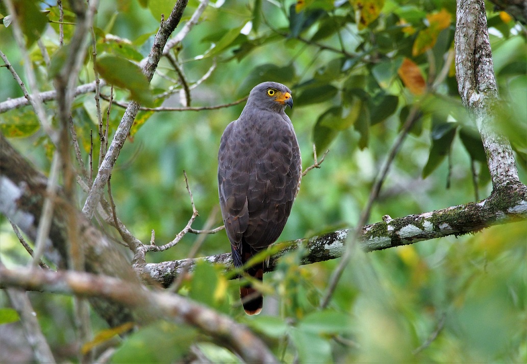 OISEAUX 9 (Rupornis magnirostris-Buse à gros bec).JPG