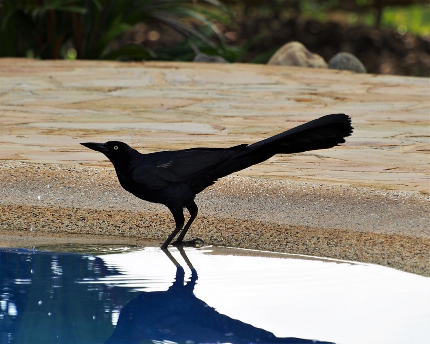 OISEAUX 17 (Quiscalus mexicanus-Quiscale à longue queue).JPG