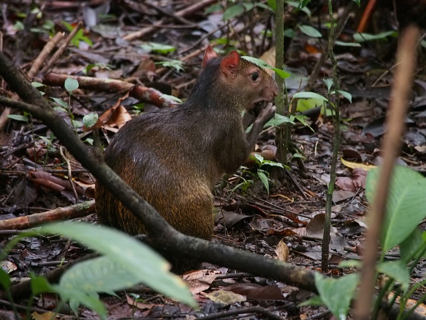 MAMMIFERES 1 Dasyprocta punctata (agouti ponctué).JPG