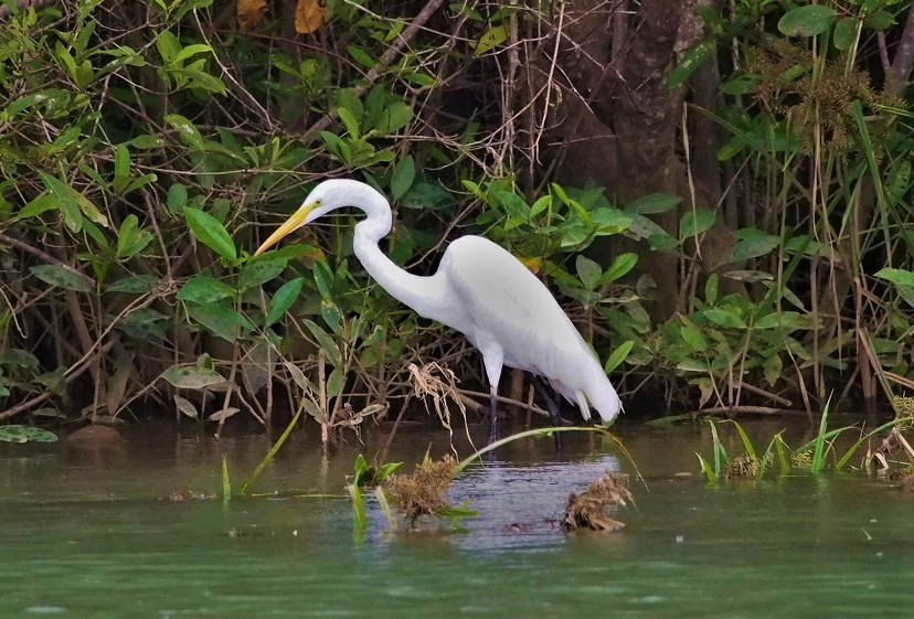 OISEAUX 25BIS (Ardea alba).JPG