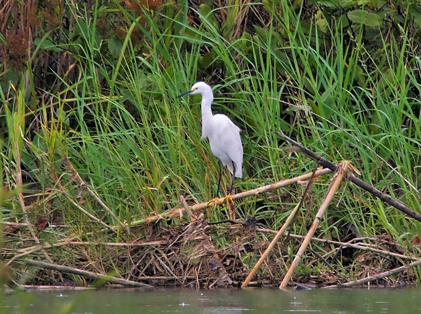 OISEAUX 26BIS (Egretta thula).JPG