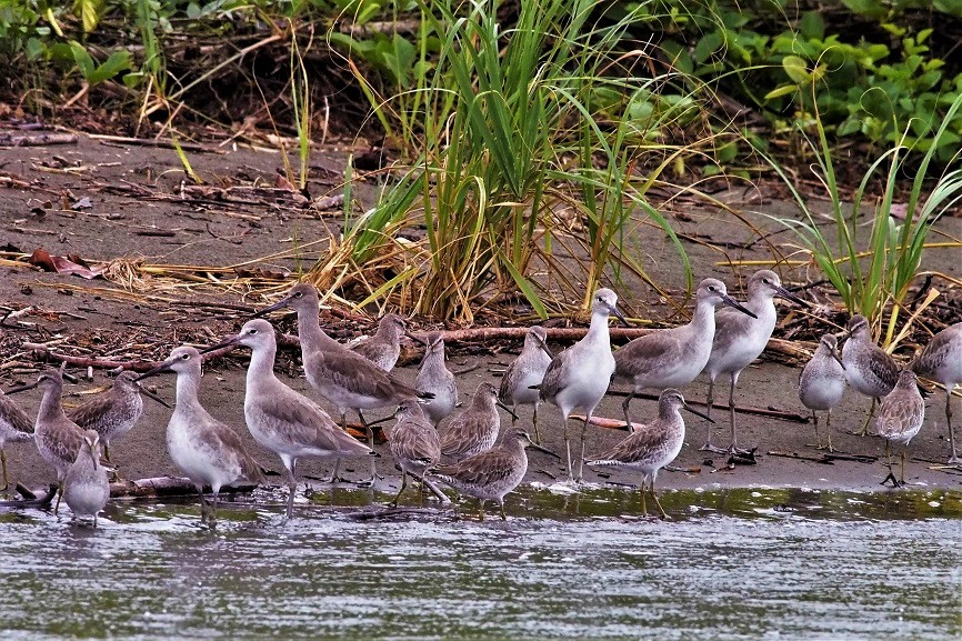 OISEAUX 30 (Calidris himantopus-Bécasseau à échasses).JPG