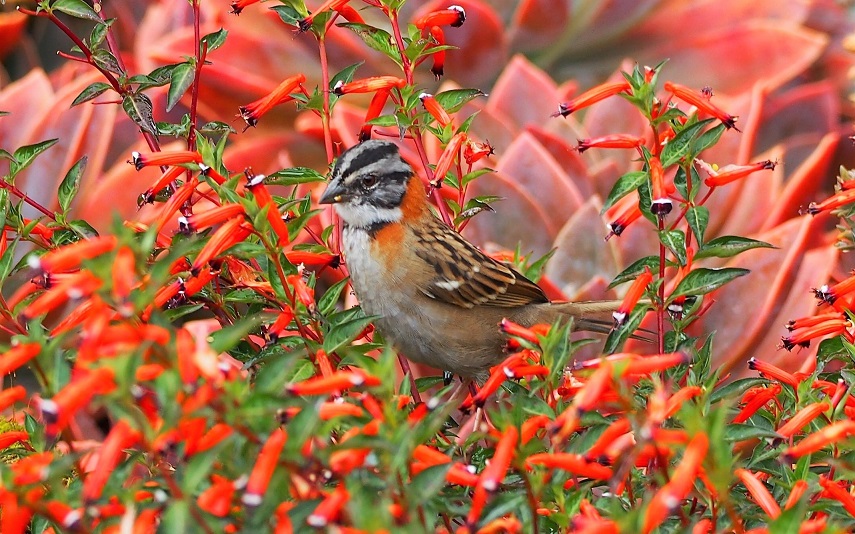 OISEAUX 11 (Zonotrichia capensis-Bruant chingolo).JPG