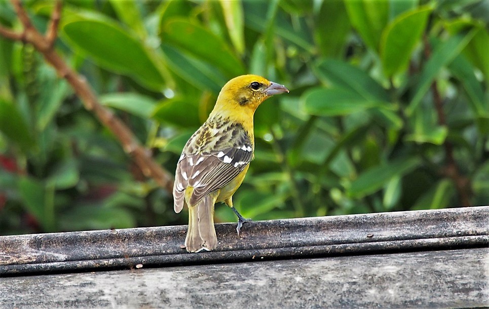 OISEAUX 20 (Piranga bidentata-Piranga à dos rayé).JPG