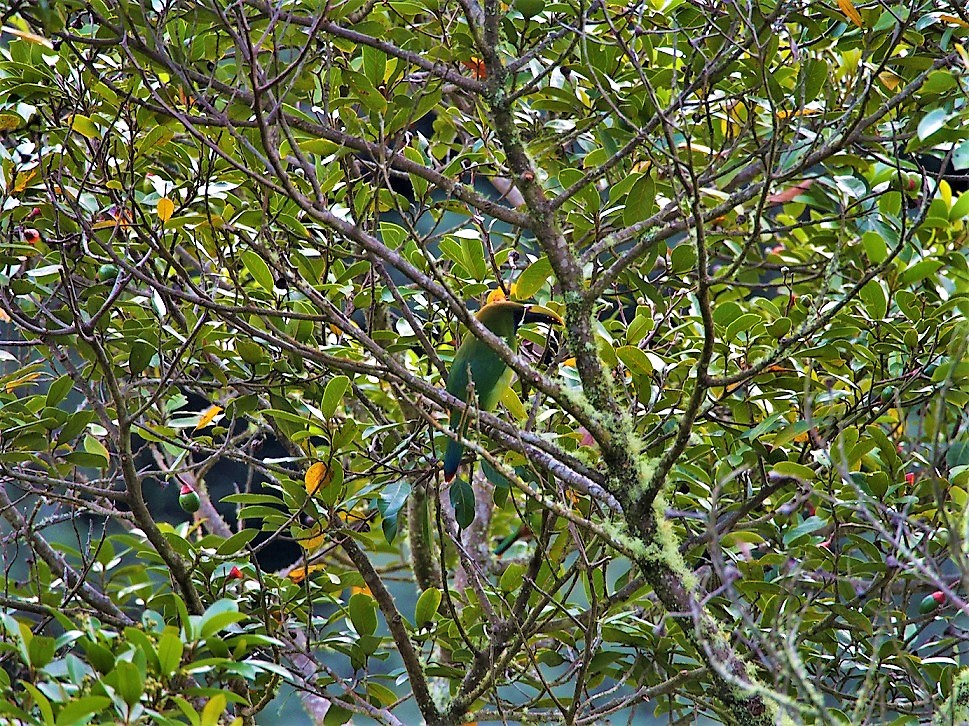 OISEAUX 19 (Aulacorhynchus prasinus-Toucanet émeraude).JPG