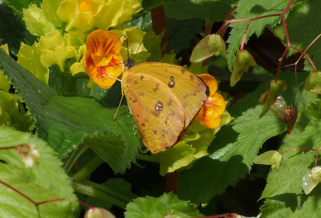 PAPILLONS 8 Phoebis philea.JPG