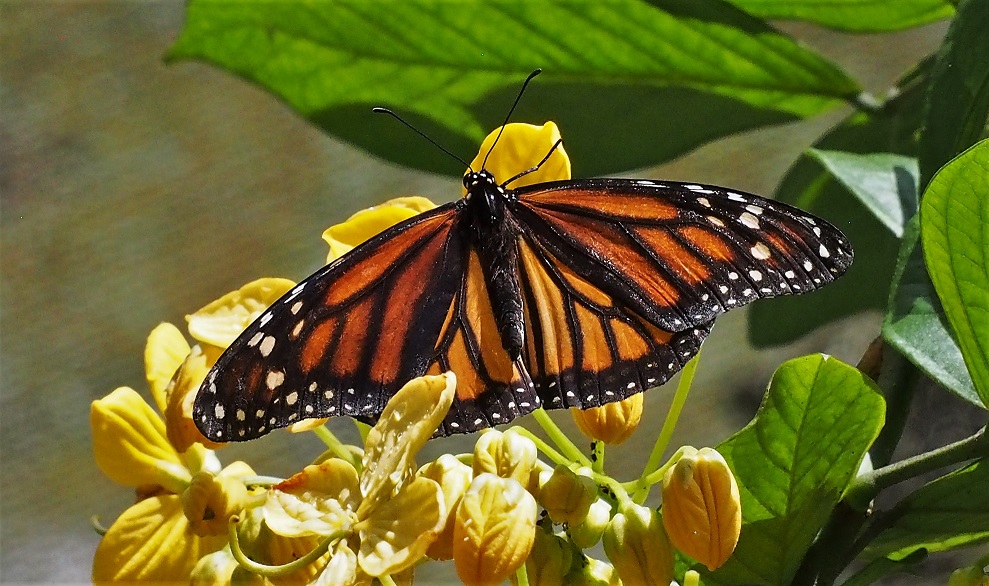 PAPILLONS 5 Danaus plexippus (monarque).JPG