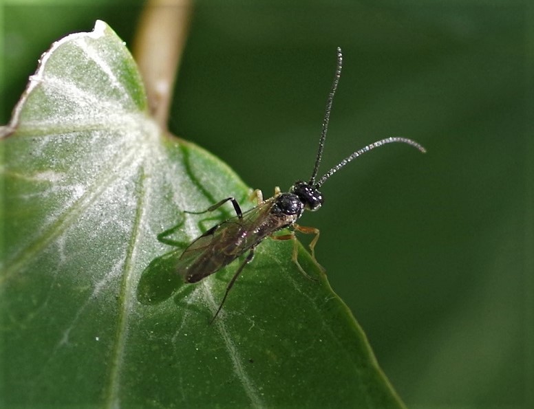 BRACONIDAE Cotesia glomerata 1.JPG